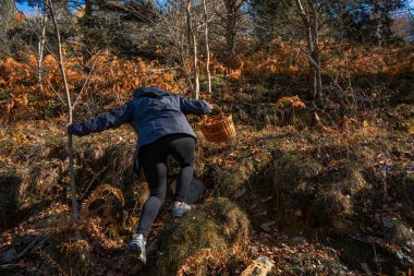Young woman mushroom picker climbing a steep forest slope with a wicker basket full of mushrooms under the autumn sun.