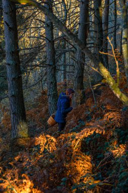 Young woman with a wicker basket foraging for and collecting mushrooms, walking uphill in a dense, sunny autumn forest with tall pine trees and orange ferns.