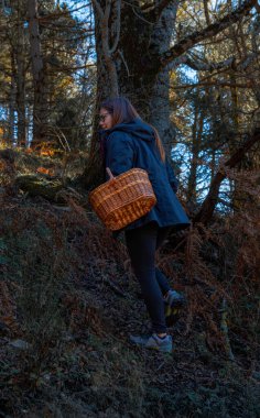 Woman with a wicker basket for picking mushrooms, climbing a steep slope in an autumn forest under the morning sun.