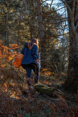 A long-haired woman walking uphill through a sunny autumn forest with a mushroom-picking basket.