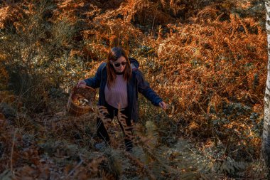 A young woman mushroom picker with a woven wicker basket walks among dense orange autumn ferns in a forest at dawn.