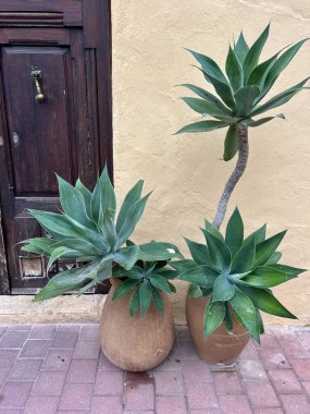 Kapının yanındaki çiçekler. 