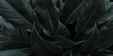 Arkaplan resmi siyahtır, yaprakların renkleri mükemmeldir, mevsimsel kullanım için uygundur. arkaplan, poster, duvar kağıdı ve afiş ihtiyaçları için tasarım,