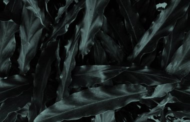 Tropik yapraklar, soyut yeşil yapraklar doku, doğa arka planı. arkaplan, poster, duvar kağıdı ve afiş ihtiyaçları için tasarım,