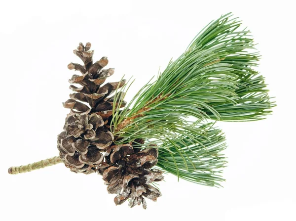 Spruce Branch Fir Cones Christmas Design Element Invitations Greeting Cards — Stock Photo, Image
