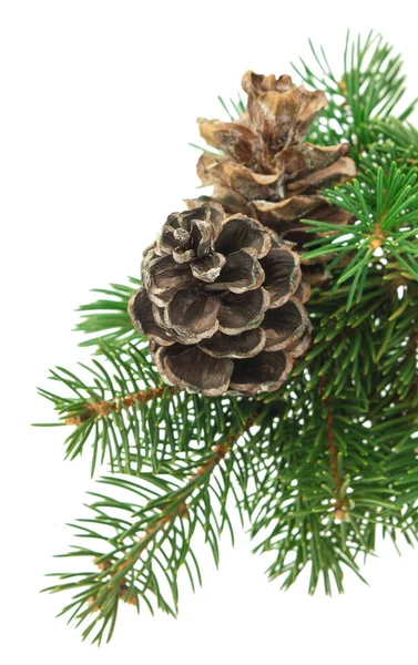 Fir Branch New Years Decor Decor Holiday Pine Branches Cones — Stockfoto
