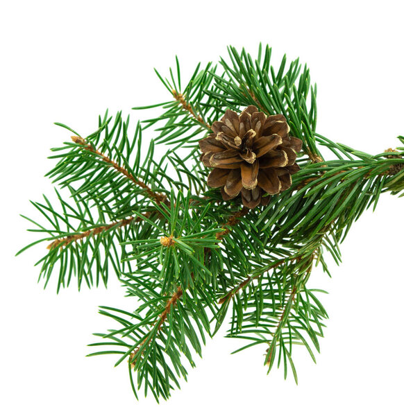 Pine cone on a twig with needles. Christmas celebration concept. decorative botanical decor for design, Christmas plants. New years cards. Festive new year Christmas banner .