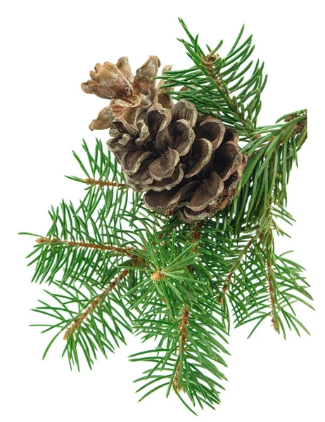 Ein Grüner Zweig Einer Kiefer Mit Zapfen Weihnachtsbaumzweige Nadelbaum Mit — Stockfoto