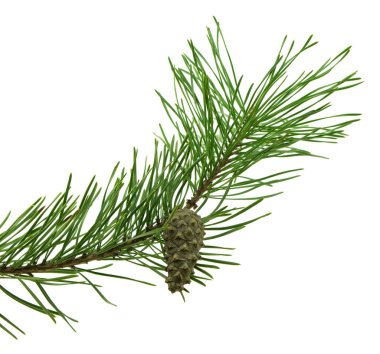 Çam dalları beyaz arka planda tasarım elemanı olarak izole edildi. Doğal Yeşil Ladin Dalı. Firavun Şubesi.