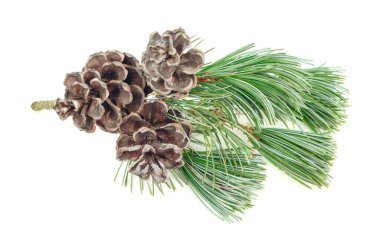 Noel kış köknar dalları, çam kozalağı. Beyaz arka planda izole edilmiş kış buketi. Botanik yeşillik dekoru. Kozalaklı çam dalı.