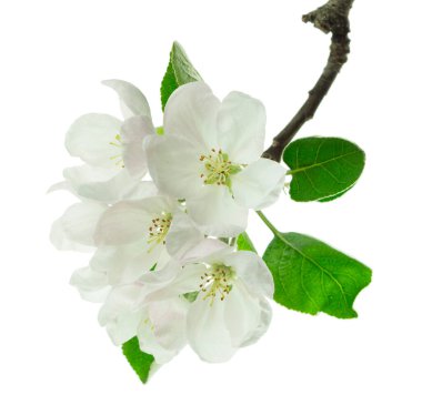 Dal çiçeği elması. Güzel doğa. Çiçek açan elma ağacı. Elma ağacı yakından çiçek açar. Bitki poleni. Çiçek mevsimi. Alerji. İzole edilmiş.