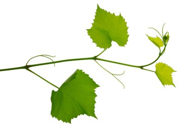 Üzüm dalı beyazda izole edilmiş. Yeşil yaprakları ve dalları olan bir sarmaşık. Dedikodu. Asma yapraklı Sprig. Taze yeşil üzüm yaprağı. Yeşil asma yaprakları, yakın plan. bahar, yaz.