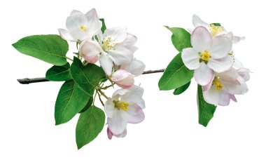 Spring background with blooming white  flowers. Floral abstract background of nature. Branches of blossoming apple tree ,macro with soft focus. Easter and spring greeting cards. Springtime