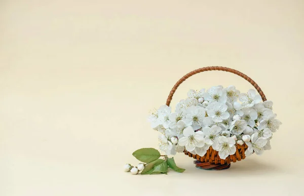 Rama Cerezo Con Flores Blancas Flor Foto Tierna Con Una —  Fotos de Stock