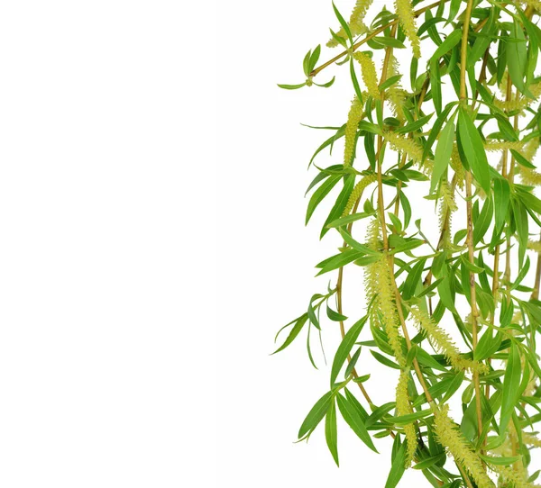 Sprig Salgueiro Isolado Fundo Branco Willow Botões Fofinhos Feliz Conceito — Fotografia de Stock