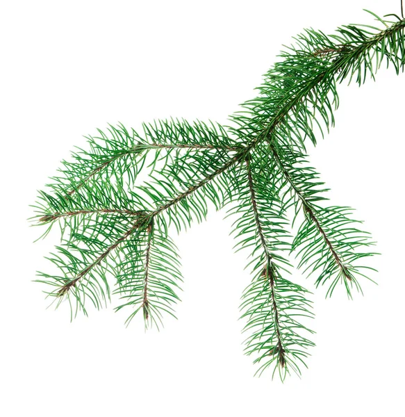松の枝とコーン 長い緑色のモミの枝 隔離されてる 招待状 広告や販売の装飾や装飾のため 正月やクリスマスのガーランドや花輪のために — ストック写真