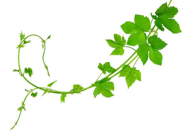 绿叶枝条 花卉设计和装饰 孤立无援新鲜的跳筋 新鲜的绿色跳跃分枝 白色的背景 合欢果与叶子 有机合花 — 图库照片