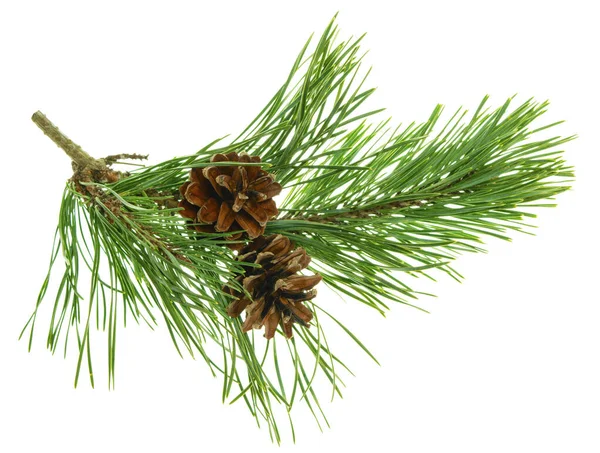 白に隔離された枝に円錐形 コーンとスプルースの枝 緑の木の枝に若い松のコーン 果実と針葉樹常緑バンプ クリスマス冬の自然装飾 — ストック写真