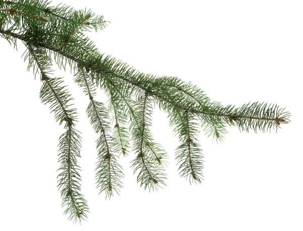 Fenyőágak Zöldség Egy Elszigetelt Karácsonyfa Zöld Ágai Design Botanikai Dekoráció — Stock Fotó