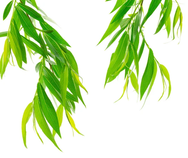 Green Willow Tree Leaves Isolated Willow Branches Fresh Green Willow — Stock Photo, Image