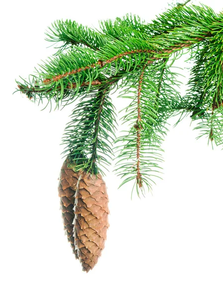 コーンと松の枝 美しい森林針葉樹林の枝 冬の装飾 休日のバナーや招待状のための装飾 パイン分離 リースとガーランドのために クリスマスだ ストック写真