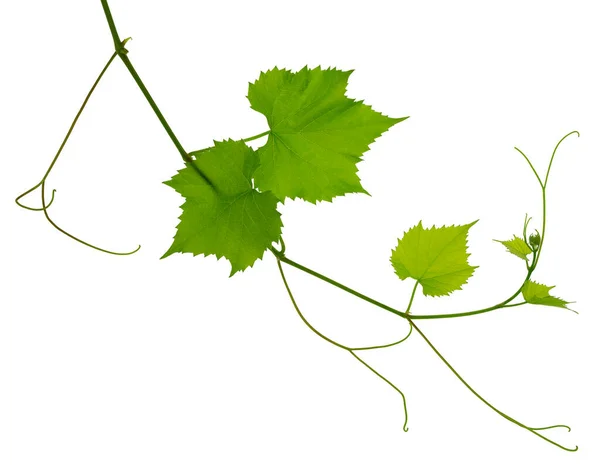 Grünes Frisches Traubenblatt Traubenblätter Zweig Mit Ranken Und Jungen Blättern — Stockfoto