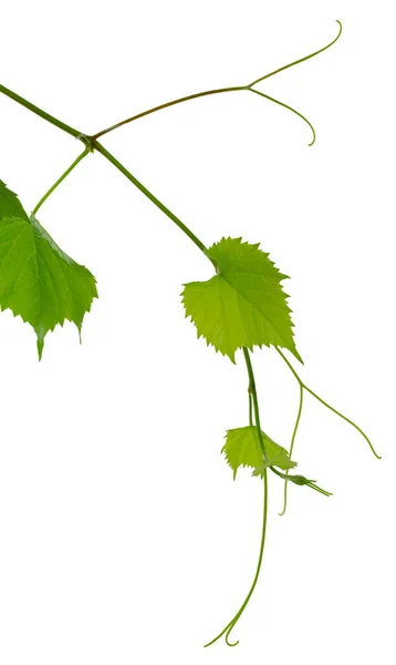 Üzüm Dalı Beyazda Izole Edilmiş Yeşil Yaprakları Dalları Olan Bir — Stok fotoğraf