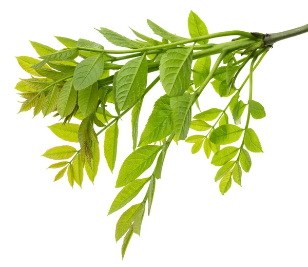 Holunderzweige Grünes Frühlingslaub Blätter Des Grünen Holunders Heilpflanze Kräutermedizin Gesundes — Stockfoto