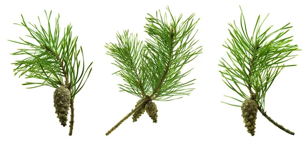一套孤立的松树枝条 用于装饰和花卉装饰 药用树脂分枝 圣诞节和新年 冬天的装饰 松果和锥果 — 图库照片