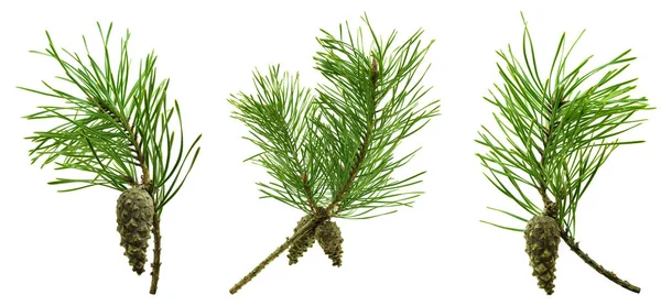 Set Isolated Pine Branches Decoration Floral Decoration Medicinal Resinous Branches — Stock Photo, Image