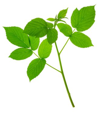 Ahududu yaprakları. Baharda ahududu çalılığının genç yeşil dalı. Ahududu dalı. Bahçıvanlık, bahçıvanlık. Şifa bitkisi. Ahududu yapraklarından yapılan çay soğuk algınlığına ve gribe iyi gelir..