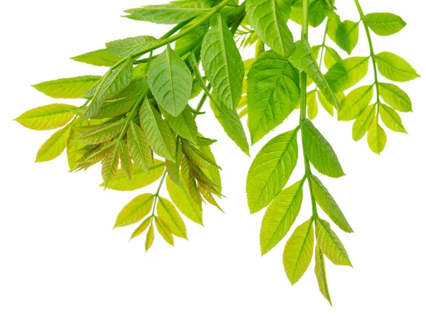 Takken Vlierbessen Groen Voorjaarsblad Groene Vlierbessenbladeren Medicinale Plant Kruidengeneeskunde Gezond — Stockfoto