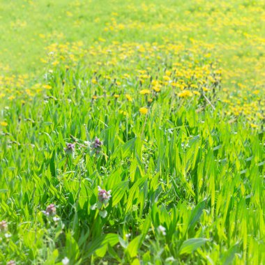 Parlak güneşin altında doğal çimler. Yeşil çimenli doğal yaz arkaplanı. Çimenli yeşil bir tarlada çiçek açan bir çayır. Yaz güneşinin altındaki doğal park. Yaz arkaplanı.