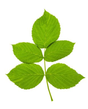 raspberry twig shoot branches with developing green leaves isolated on white background. Stem of raspberry with green fresh leaves. Natural product. Medicinal plants. fruit garden.