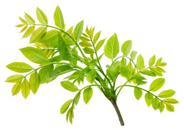 Mürver ağacı. Bahar yeşili yapraklar. yeşil yaban mersini yaprağı. Dal, böğürtlen ve yapraklı mürver. Sambucus. siyah yaşlı bitki, Avrupalı yaşlı,