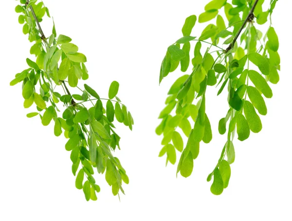 Bloemen Acacia Bladeren Groene Takken Met Bladeren Witte Achtergrond Geïsoleerd — Stockfoto