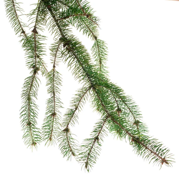 Zelené Vánoční Stromky Designový Prvek Slavnostní Zimní Prázdniny Dlouhé Větve — Stock fotografie