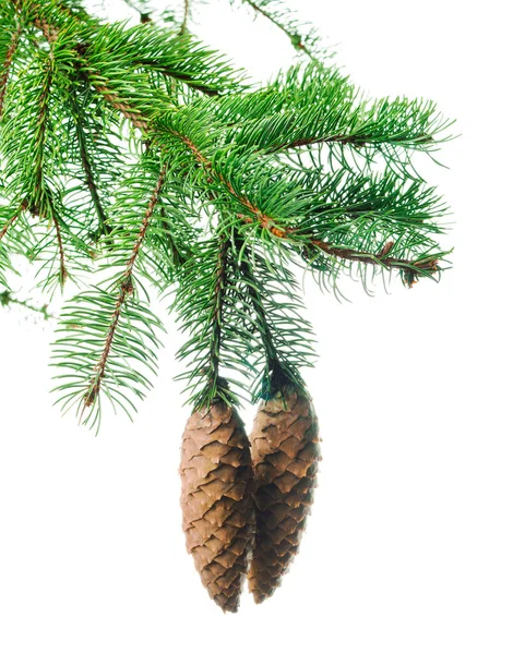 Pine Branches Fir Greenery Green Branches Christmas Tree Isolated Your Royalty Free Stock Photos