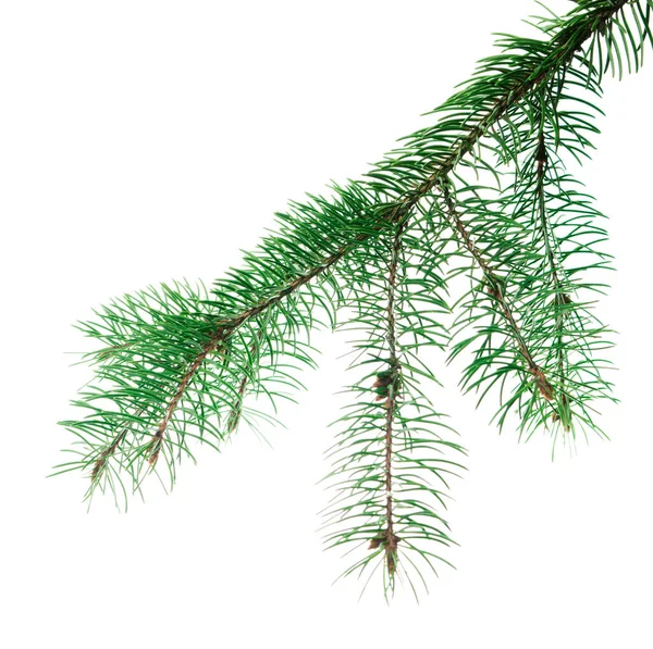 緑のクリスマスツリー デザイン要素 お祭りの冬の季節の休日 クリスマスツリーの長い枝 植物の装飾やガーランドのために ホリデーシーズンの販売のためにも 森の緑 松は孤立し — ストック写真