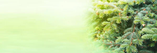 Ακτίνες Του Ήλιου Λάμπουν Μέσα Από Πράσινα Κλαδιά Του Δέντρου — Φωτογραφία Αρχείου