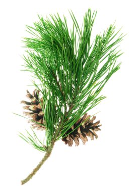 Pine branches with cones isolated without shadow. Beautiful natural decor.Christmas. New year. Pine branches. Forest. Herbal medicine. Fir twigs. Winter holiday. Christmas background concept.