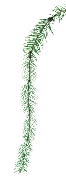 松の枝とコーン 長い緑色のモミの枝 隔離されてる 招待状 広告や販売の装飾や装飾のため 正月やクリスマスのガーランドや花輪のために — ストック写真