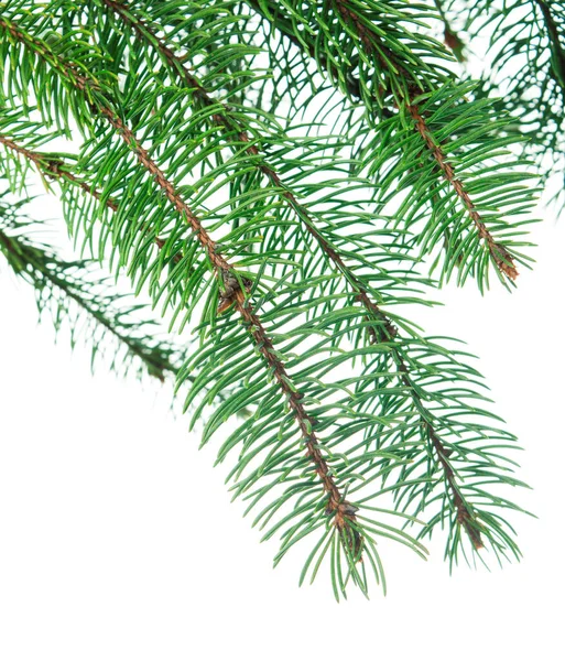 Dennentakken Fir Groen Groene Takken Van Een Kerstboom Geïsoleerd Voor — Stockfoto