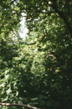 Bulanık arka plan yeşil bahçe doğa parlak güneşli orman. Baharda açık hava parkı güneş ışığıyla parlayan parlak bir şablon. Bulanık arkaplan pankart kopyalama alanı.