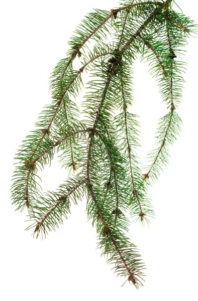가지와 솔방울 전나무 가지들 고립되어 초대장 판매의 장식을 것입니다 성탄절 — 스톡 사진