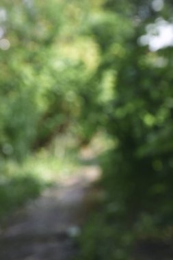 Bulanık arka plan yeşil bahçe doğa parlak güneşli orman. Baharda açık hava parkı güneş ışığıyla parlayan parlak bir şablon. Bulanık arkaplan pankart kopyalama alanı.