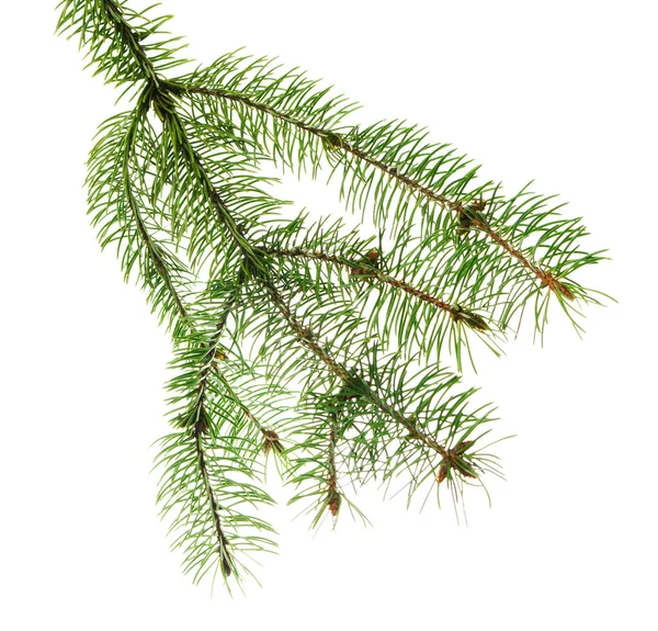 Πράσινα Χριστουγεννιάτικα Δέντρα Στοιχείο Σχεδιασμού Εορταστικές Χειμερινές Διακοπές Μεγάλα Κλαδιά — Φωτογραφία Αρχείου