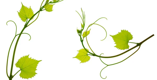 白い背景に緑の葉を持つブドウのセット ブドウの小さな新鮮な枝 ブドウの新鮮な枝と葉 — ストック写真