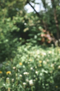 Baharın doğasında bulanık bahçe, yazın arka planda bulanık yeşil ağaç parkı, afiş, defocus bahar yaprakları soyut bokeh ışıklı duvar kağıdı, poster kağıdı