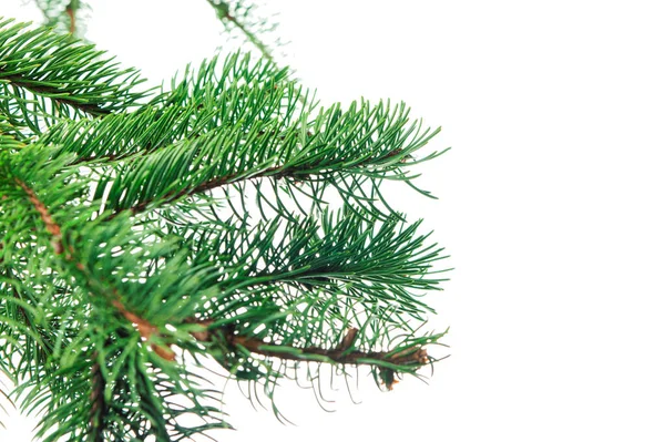 冷杉绿地 一棵圣诞树的绿枝被隔离了 植物装饰 假日花束 广告和销售 — 图库照片